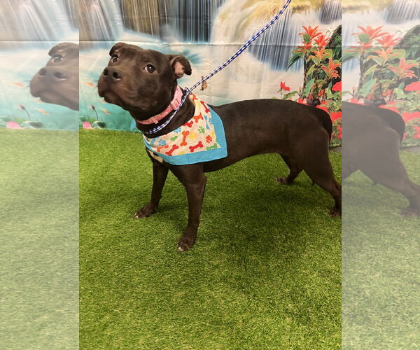 Medium Photo #1 Mutt Puppy For Sale in Euless, TX, USA