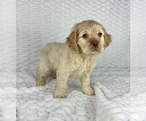Cocker Spaniel Puppy for sale in FRANKLIN, IN, USA