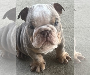 English Bulldog Puppy for Sale in PACOIMA, California USA