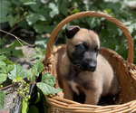 Small #2 Belgian Malinois