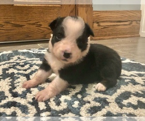 Medium Australian Shepherd