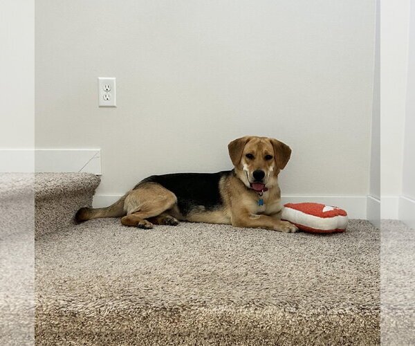Medium Photo #7 Mutt Puppy For Sale in Fargo, ND, USA