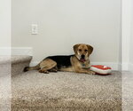 Small #6 Mutt