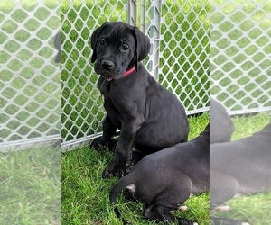 Great Dane Puppy for Sale in FAIRMONT, Minnesota USA
