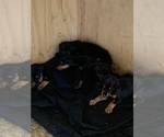 Small #1 Doberman Pinscher