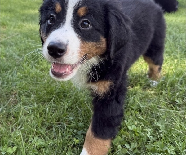 Medium Photo #42 Bernese Mountain Dog Puppy For Sale in SPRINGFIELD, OH, USA