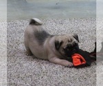 Small Photo #1 Pug Puppy For Sale in BLUFORD, IL, USA