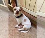 Small #6 Chihuahua Mix