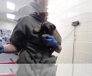 Mutt Dogs for adoption in Denver, CO, USA