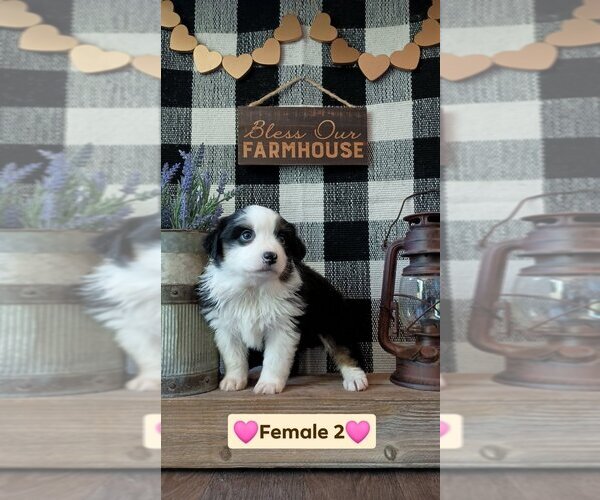 Medium Photo #3 Miniature Australian Shepherd Puppy For Sale in FULTON, MO, USA