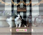 Small #2 Miniature Australian Shepherd