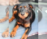 Small Labrador Retriever Mix