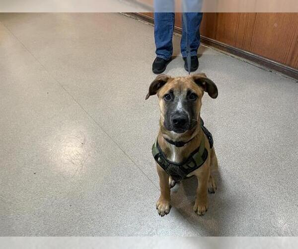 Medium Photo #1 Black Mouth Cur Puppy For Sale in Pasadena, CA, USA