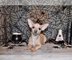 Puppy Zax Chihuahua