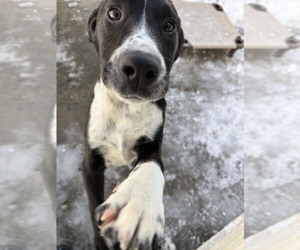 Medium Photo #2 Mutt Puppy For Sale in Elmsford, NY, USA