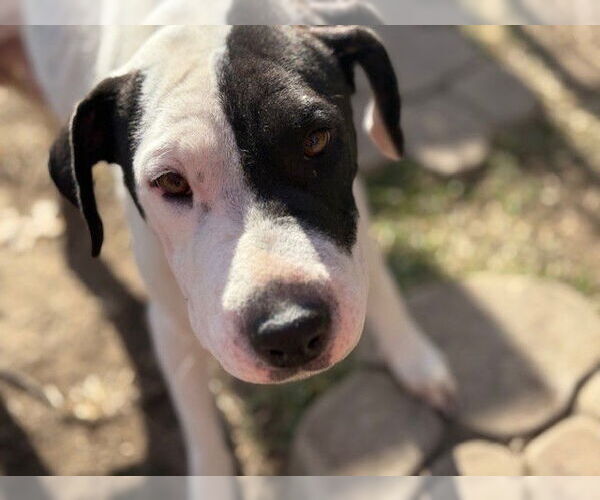 Medium Photo #1 Mutt Puppy For Sale in Tulsa, OK, USA