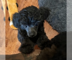Poodle (Toy) Puppy for Sale in CHICAGO, Illinois USA