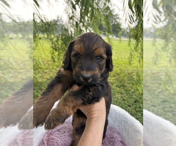 Medium Photo #3 Goldendoodle Puppy For Sale in CLARKSVILLE, TX, USA