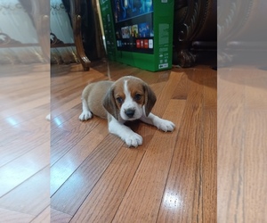 Beagle Puppy for sale in WESTFIELD, MA, USA