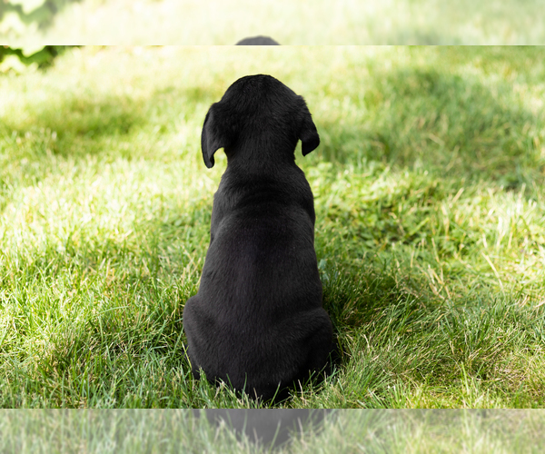 Medium Photo #40 Cane Corso Puppy For Sale in WAKARUSA, IN, USA