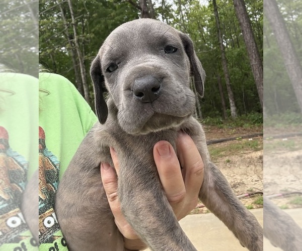 Medium Photo #22 Great Dane Puppy For Sale in CLANTON, AL, USA