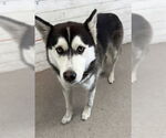 Small Siberian Husky
