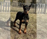 Small #3 Doberman Pinscher