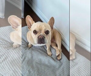 Brie - Female French Bulldog Dog for Adoption - Photo #4