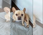 Small Photo #4 French Bulldog Puppy For Sale in Brights Grove, Ontario, Canada