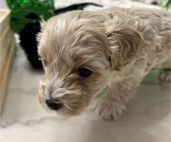 Medium Photo #12 YorkiePoo Puppy For Sale in MONTGOMERY VILLAGE, MD, USA