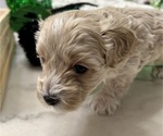 Small #1 YorkiePoo