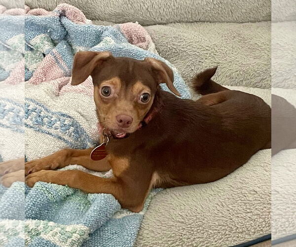 Medium Photo #2 Chihuahua-Unknown Mix Puppy For Sale in Spring Lake, NC, USA