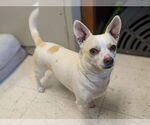 Small #6 Chihuahua Mix