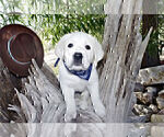 Small Photo #8 Labrador Retriever Puppy For Sale in FOUNTAIN, CO, USA