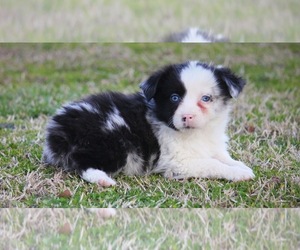 Miniature Australian Shepherd Dog for Adoption in SMITHVILLE, Arkansas USA