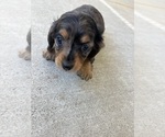 Puppy Puppy 1 Dachshund