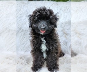 Aussiedoodle Miniature  Puppy for sale in LYNNWOOD, WA, USA