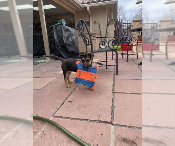 Medium Photo #2 German Shepherd Dog-Unknown Mix Puppy For Sale in Aurora, CO, USA