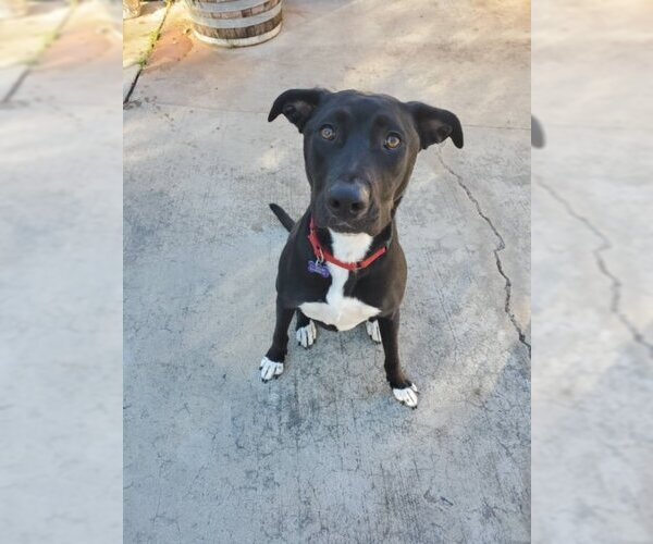 Medium Photo #8 German Shepherd Dog-Unknown Mix Puppy For Sale in Escondido, CA, USA