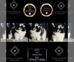 Pomeranian Puppy for sale in WARSAW, IN, USA
