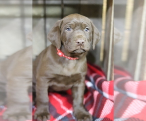 Labrador Retriever Puppy for sale in PORT ROYAL, PA, USA