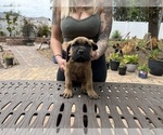 Small Photo #17 Cane Corso Puppy For Sale in LAND O LAKES, FL, USA
