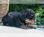 Small Photo #16 Miniature Bernedoodle Puppy For Sale in BREMEN, IN, USA