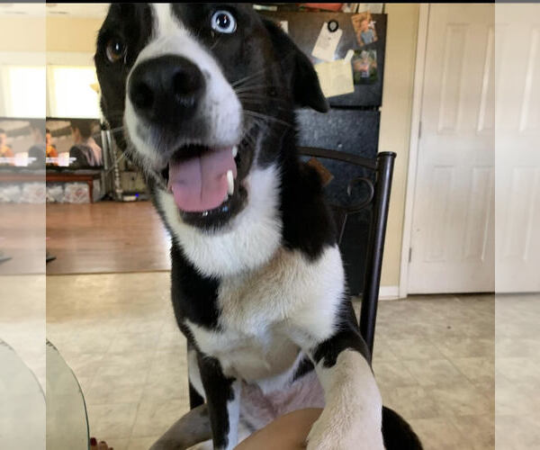 Medium Photo #3 Labsky Puppy For Sale in Columbus, IN, USA