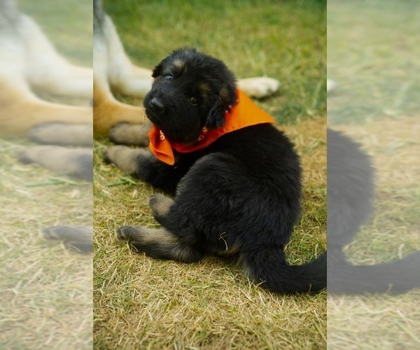 Medium Photo #1 German Shepherd Dog Puppy For Sale in OREGON CITY, OR, USA