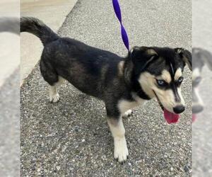 Bella - Female Siberian Husky-Unknown Mix Dog for Adoption - Photo #2