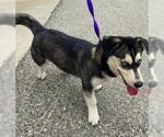 Small Photo #2 Siberian Husky-Unknown Mix Puppy For Sale in Ventura, CA, USA