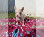 Puppy PINK CREAM AKC French Bulldog