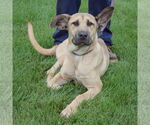 Small #3 German Shepherd Dog-Mastiff Mix