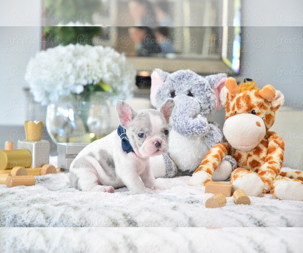 Medium Photo #4 French Bulldog Puppy For Sale in FORT LAUDERDALE, FL, USA